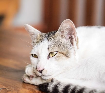cat-169095_640