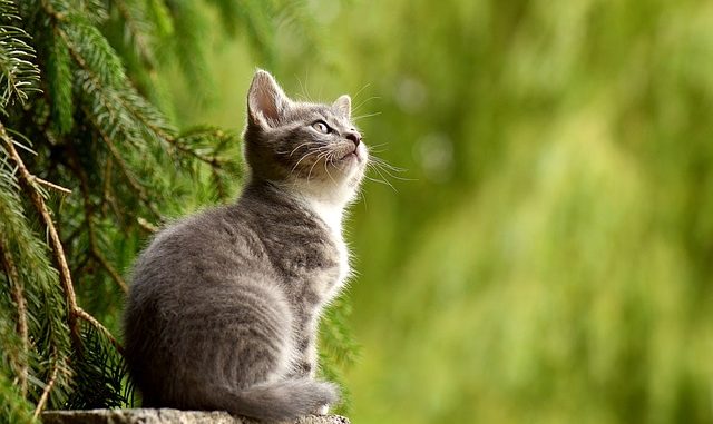 cat-2083492_640