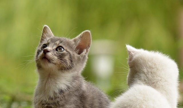 cat-2273598_640