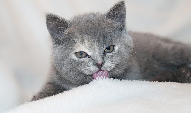 cat-246933_640