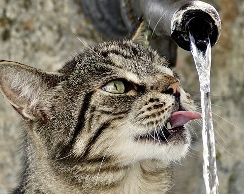 cat-2603978_640