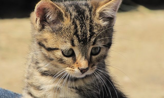 cat-2752386_640