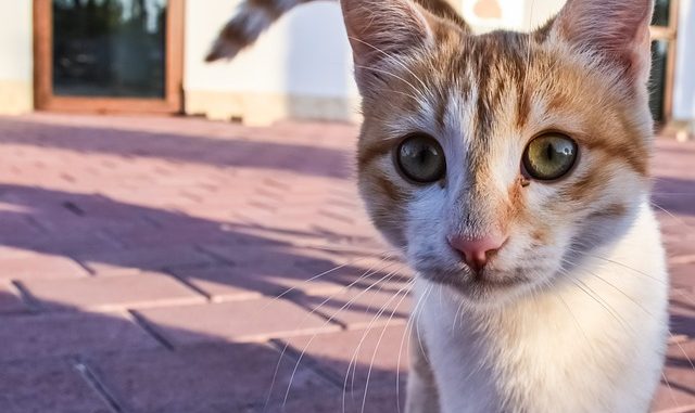 cat-2886334_640