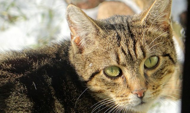 cat-2897065_640