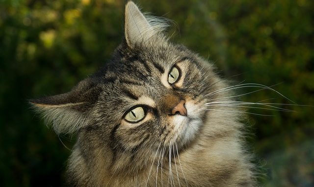 cat-2908707_640