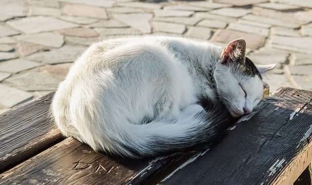 cat-2919036_640