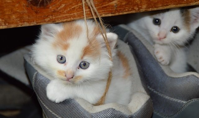 cat-451377_640