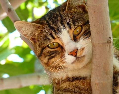 cat-61079_640