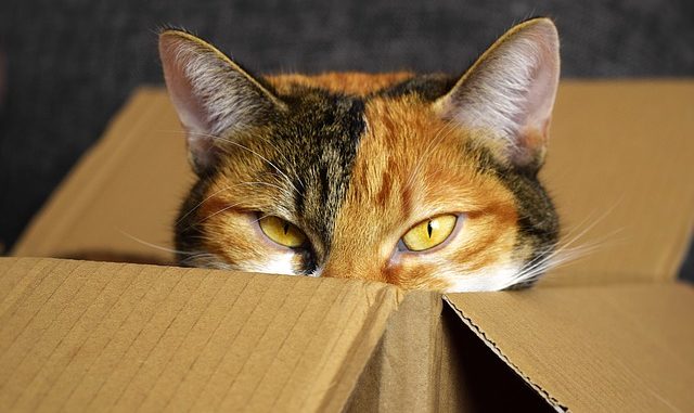 lucky-cat-2780044_640
