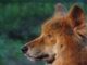 Pies-dingo-2