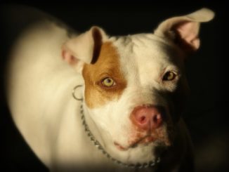 Pit-Bull-2