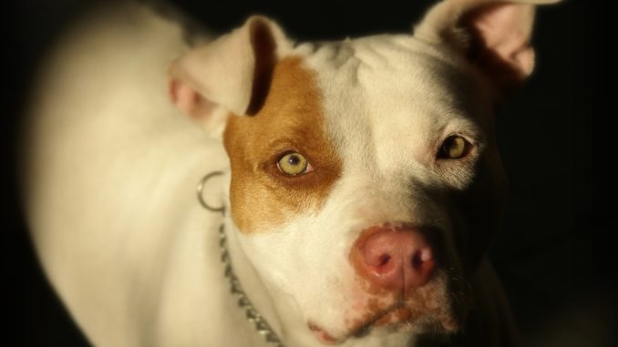 Pit-Bull-2